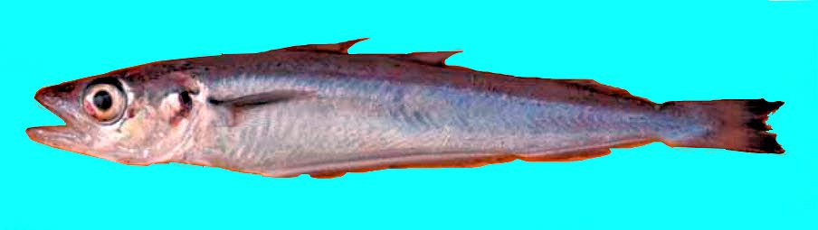 Micromesistius poutassou_0333